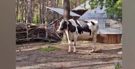     Пожар в новосибирском зоопарке заставил задуматься о безопасности животных