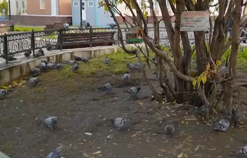     Норильск неожиданно для местных жителей заселили голуби