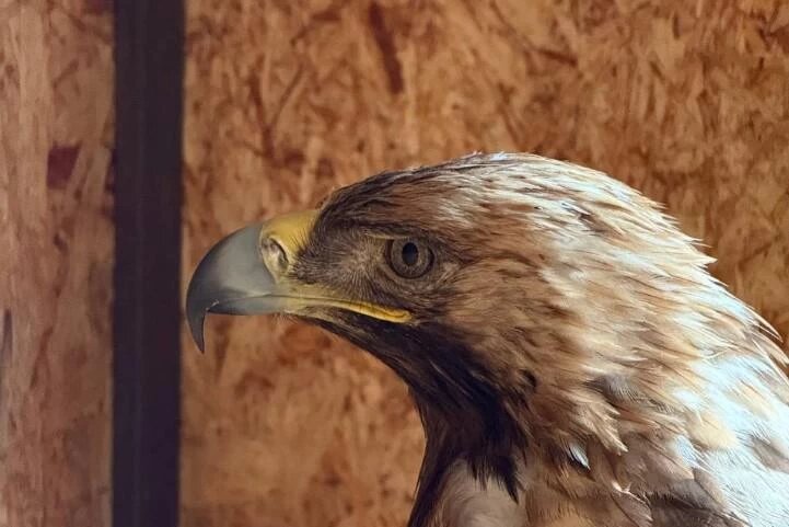 Фото: из телеграм-канала "Экостандарт-Консалтинг"