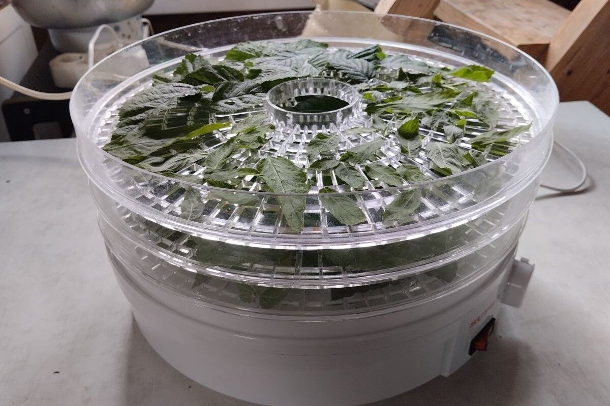 Это очень простая сушилка, но для листьев ее вполне хватает. Источник: личный архив Ольги Гребневой