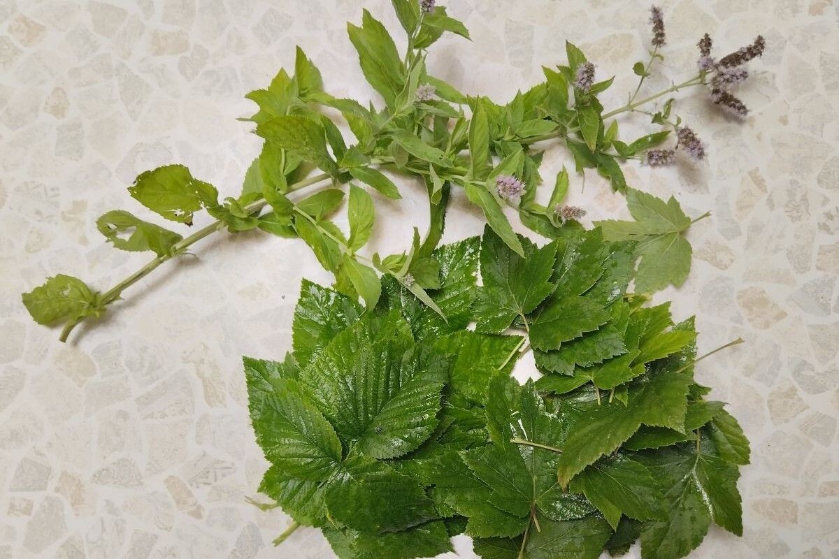 Запах лета — с огорода прямо в чашку. Источник: личный архив Ольги Гребневой