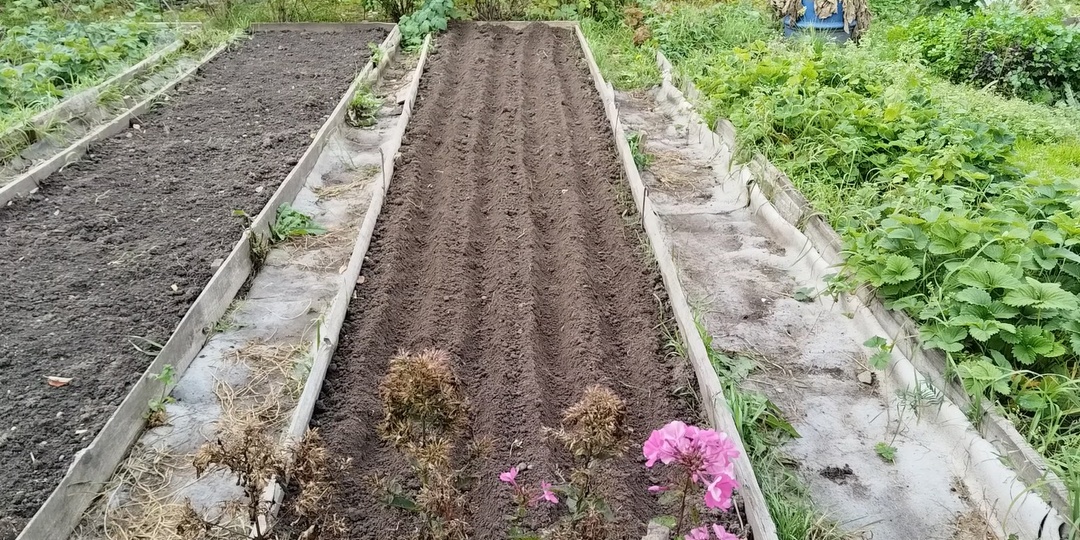 Когда сажать чеснок под зиму