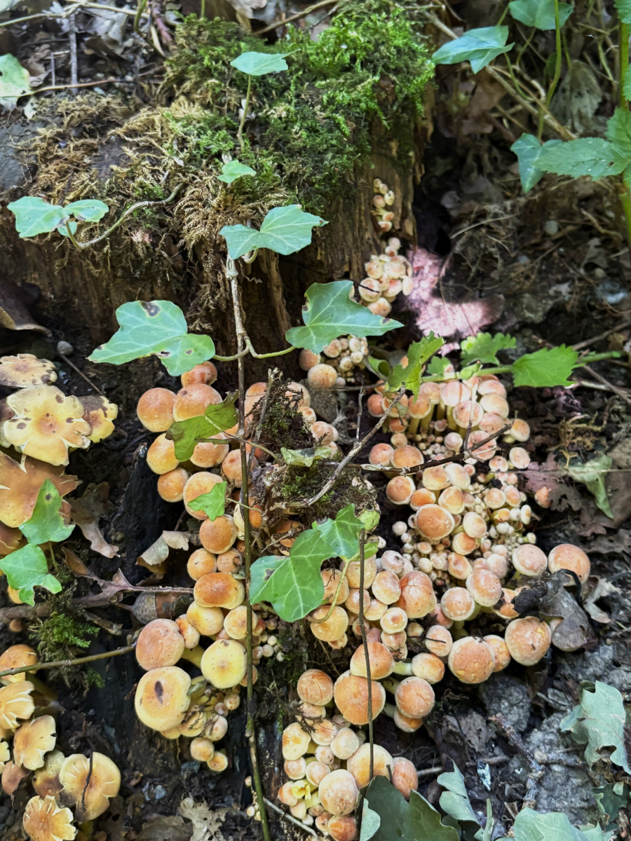Вроде опята. Справа похожи, а слева как-то подозрительно выглядят: шляпки расслаиваются. Фото автора.