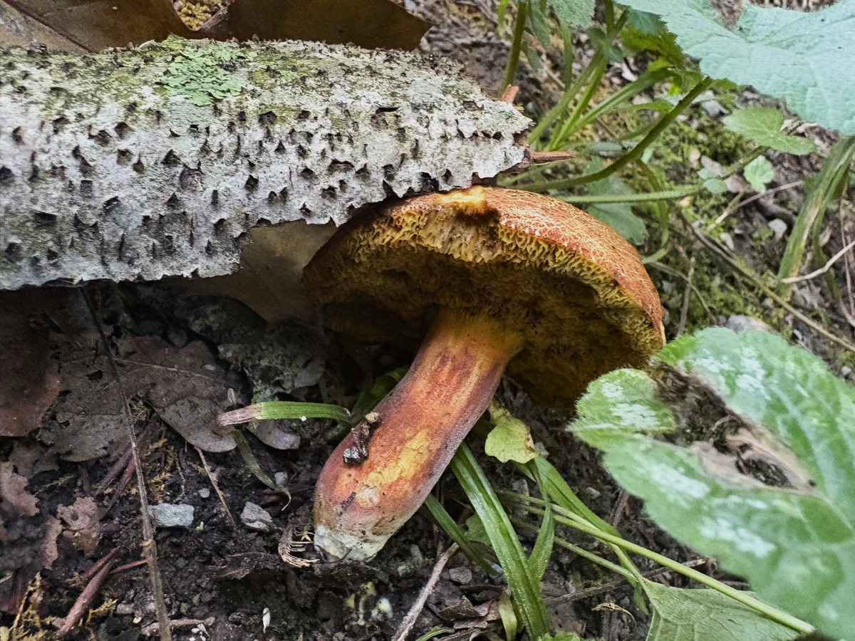 Не выглядит съедобным совсем...