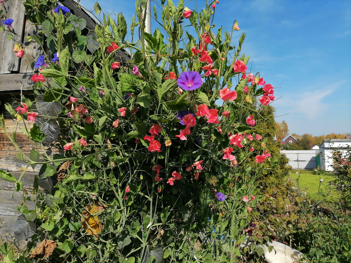 Разросся душистый горошек у бани