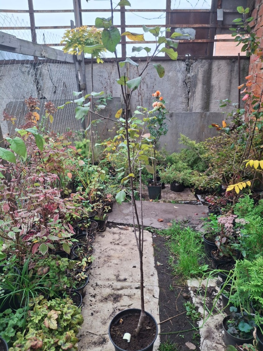 Груша плодовая Просто Мария