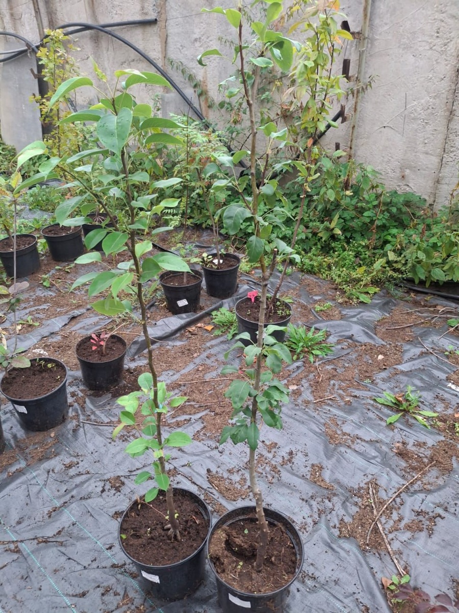 ГРУША ПЛОДОВАЯ ЧИЖОВСКАЯ