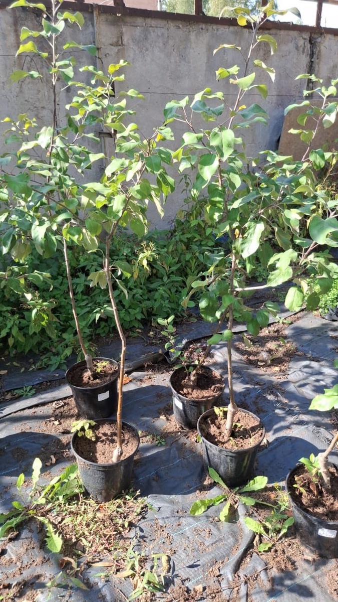 Яблоня Богатырское, Лобо, Уэлси, Хоне Крисп.