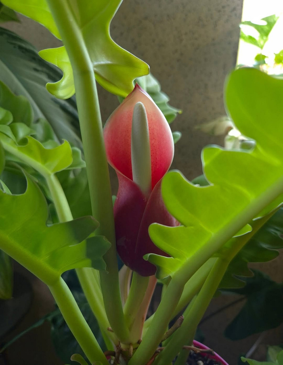    Соцсети блогера elisavetagreis