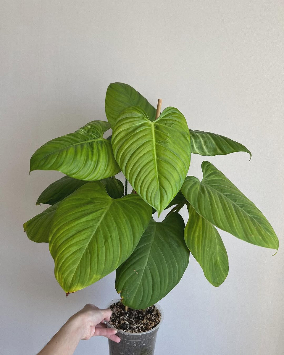    Соцсети блогера urbanjunglebelarus