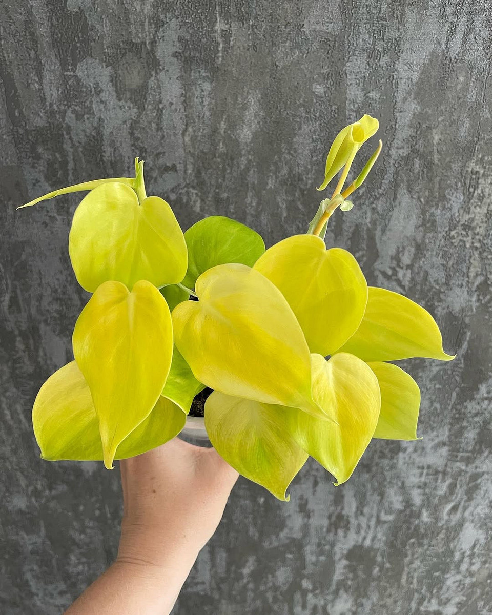    Соцсети блогера mila_orchids5