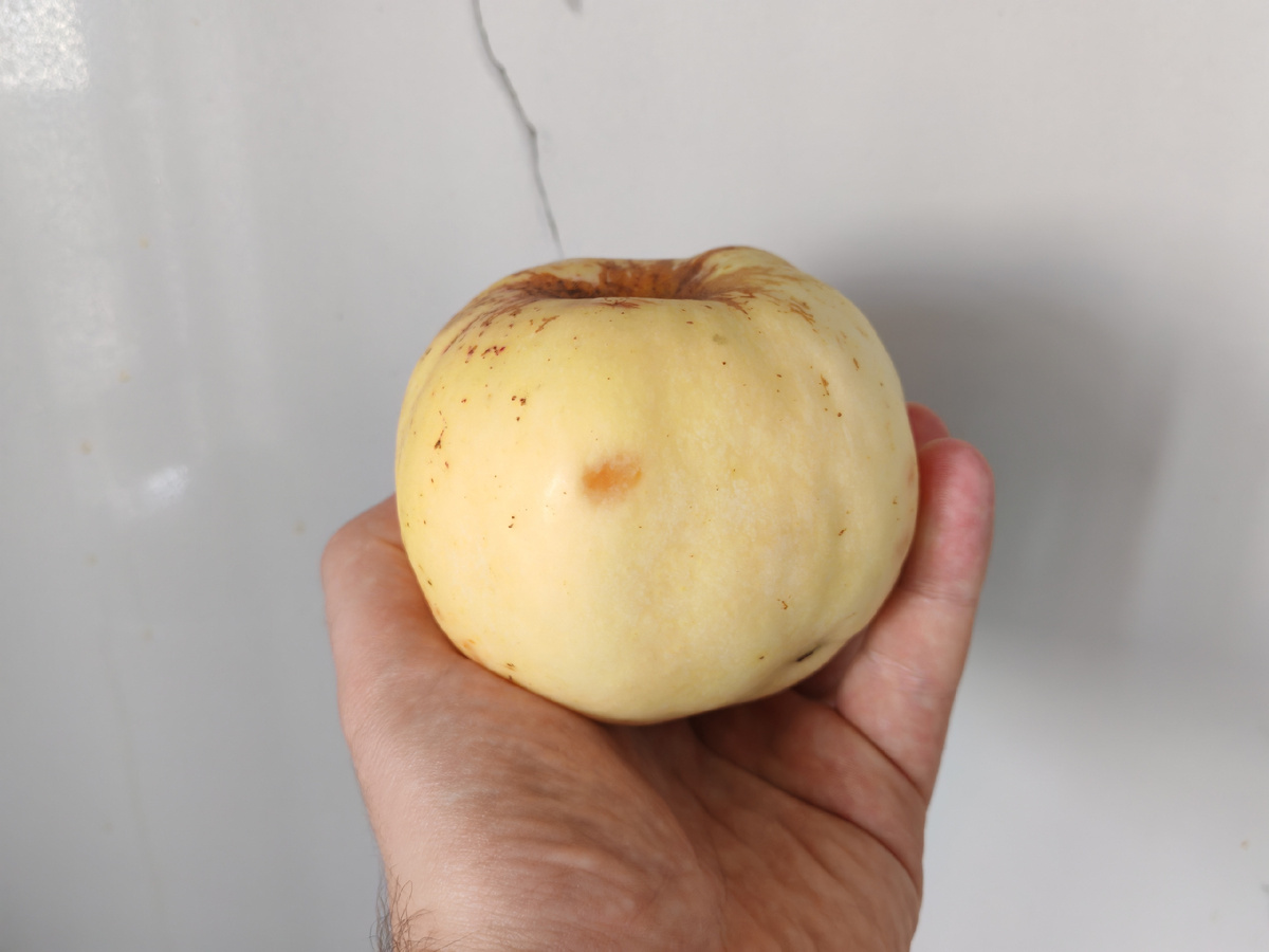 Дачные яблоки.