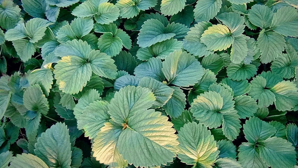 Кусты клубники