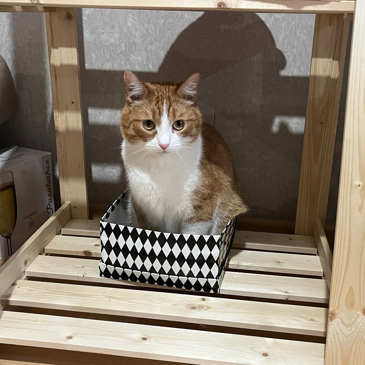    Можно ли взять уличную кошку домой? Важные нюансы, которые часто упускают из виду