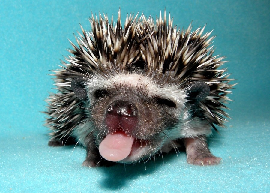 УМНЫЙ УЖИК (ФОТО ИЗ ОТКРЫТОГО ИСТОЧНИКА).