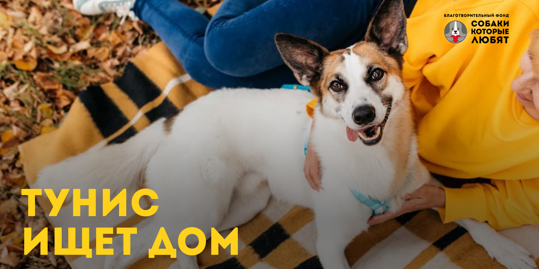 Тунис ищет дом