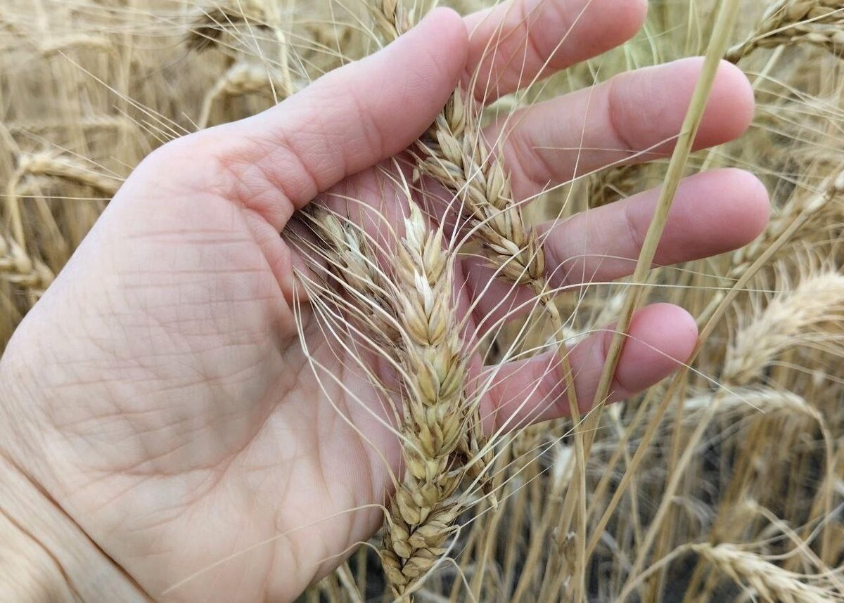 Фото: АПК Новости