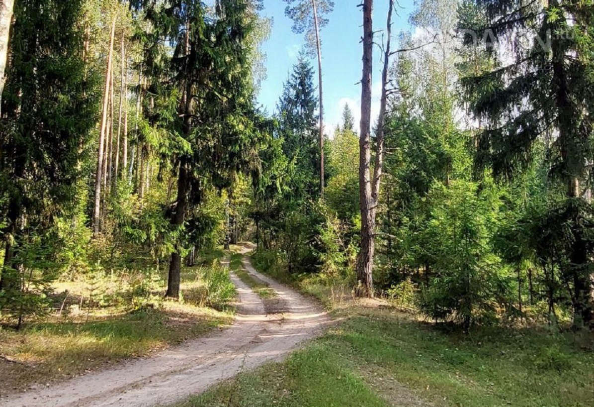    Земли лесного фонда вернут по решению суда