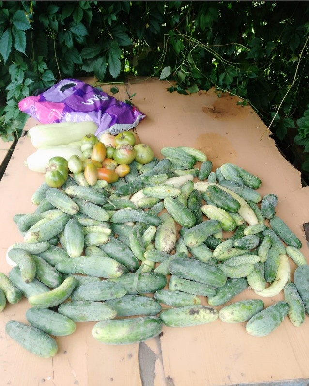 Часто шли дожди и приходилось обирать огурцы в сырости, от того они и грязные.