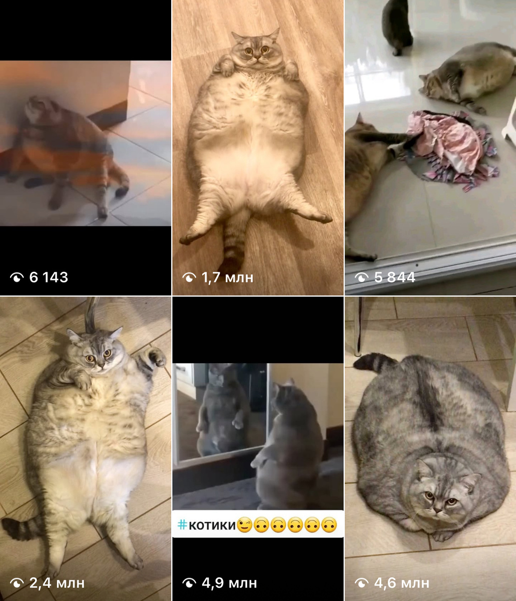 Видео с пухлыми котиками собирают миллионы просмотров