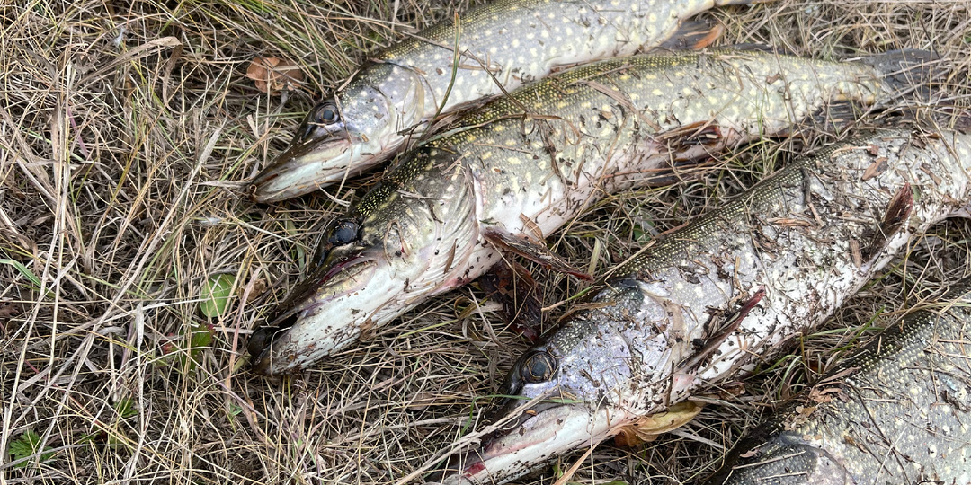 Самая опасная привычка рыболова, которая убивает улов