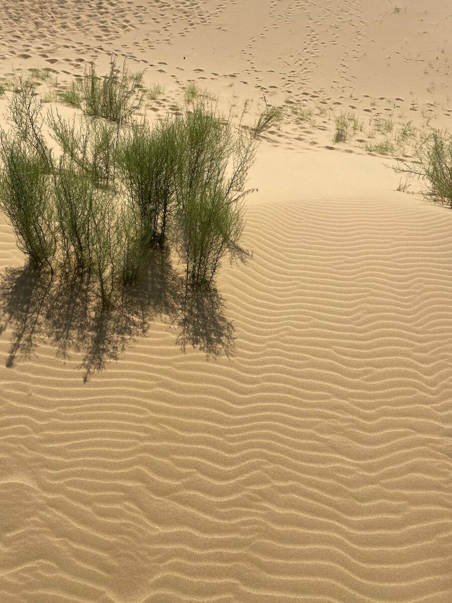 Бархан Сарыкум. Фото из архива автора