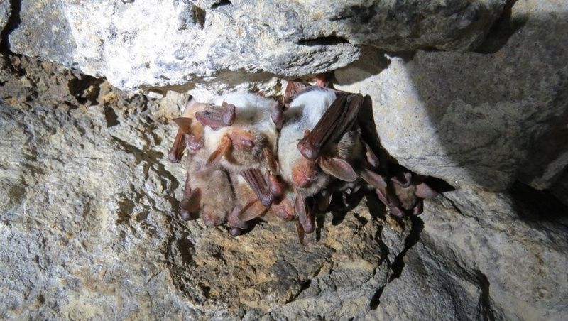      Фото: министерство природных ресурсов и охраны окружающей среды Ставропольского края