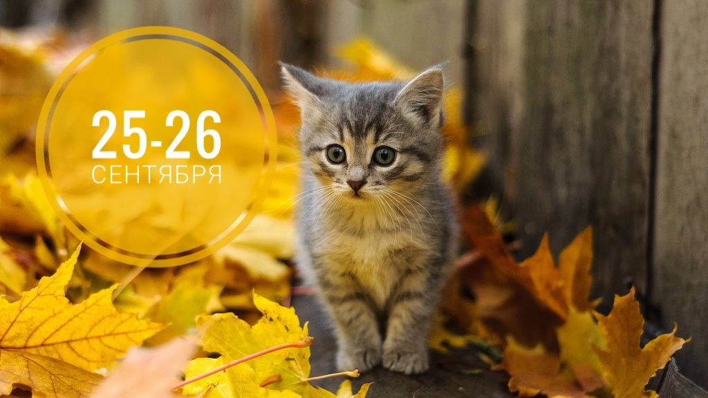 Нумерологический прогноз на 25-26 сентября 2025: