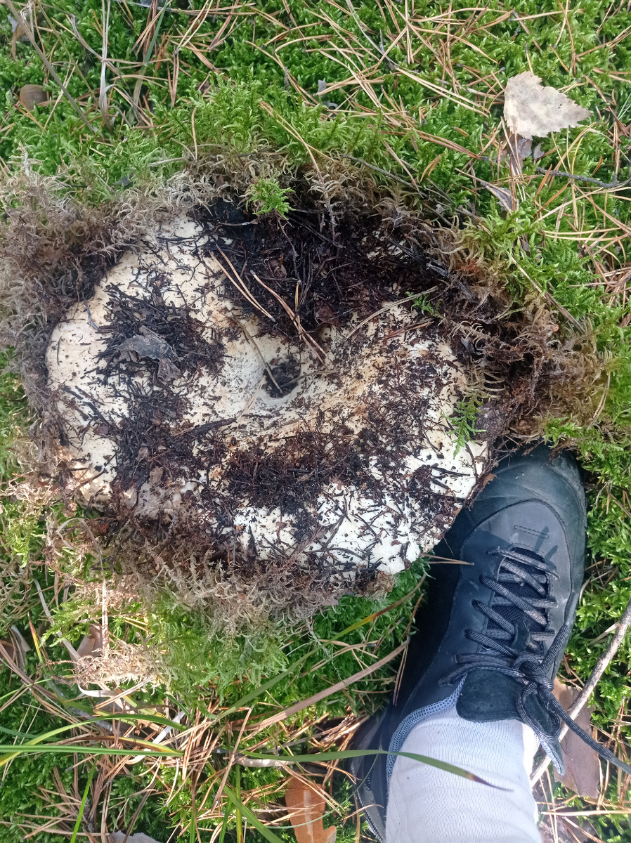 Размер для сравнения. Груздь 