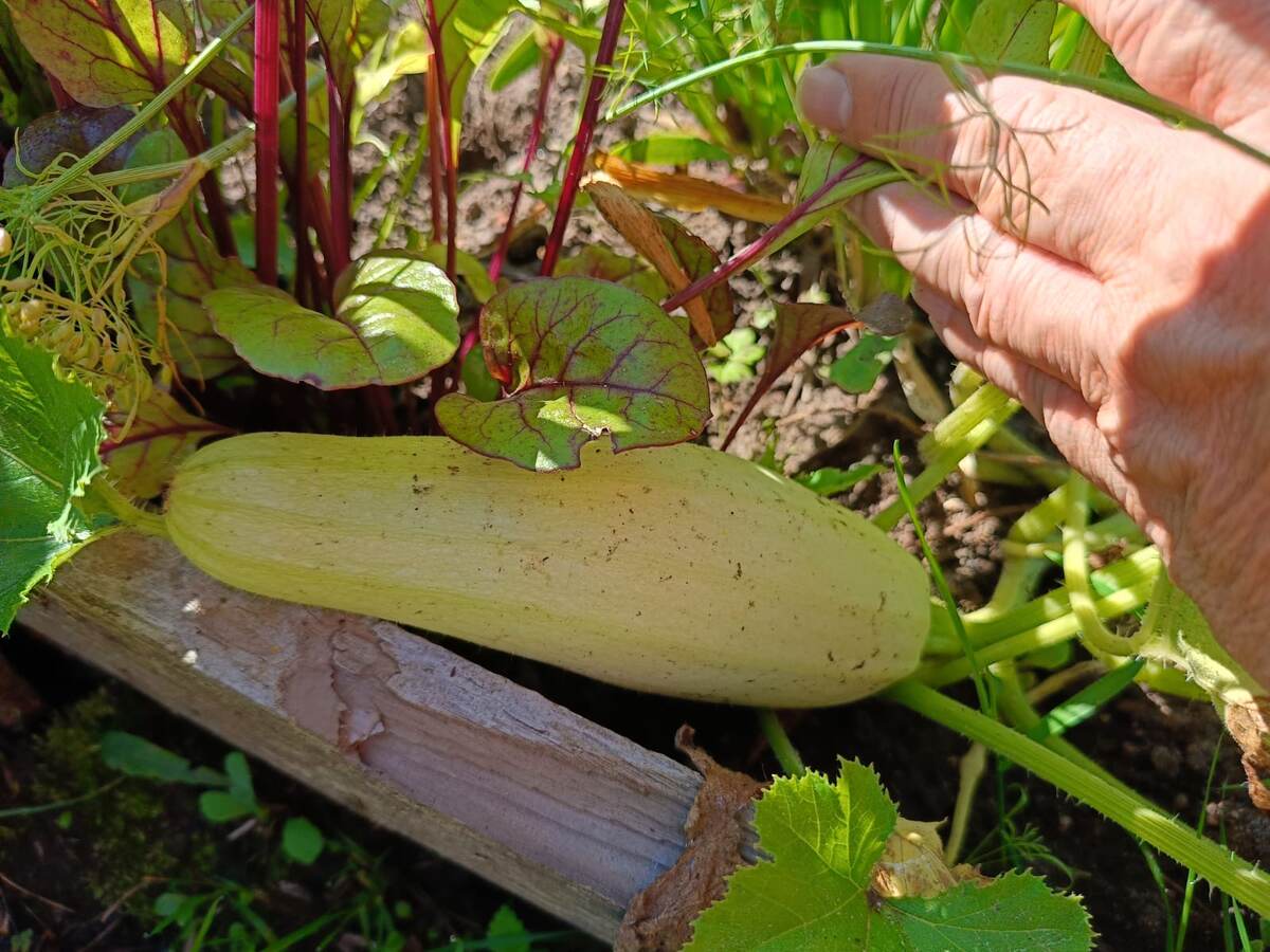 Кабачок Якорь. Фото автора