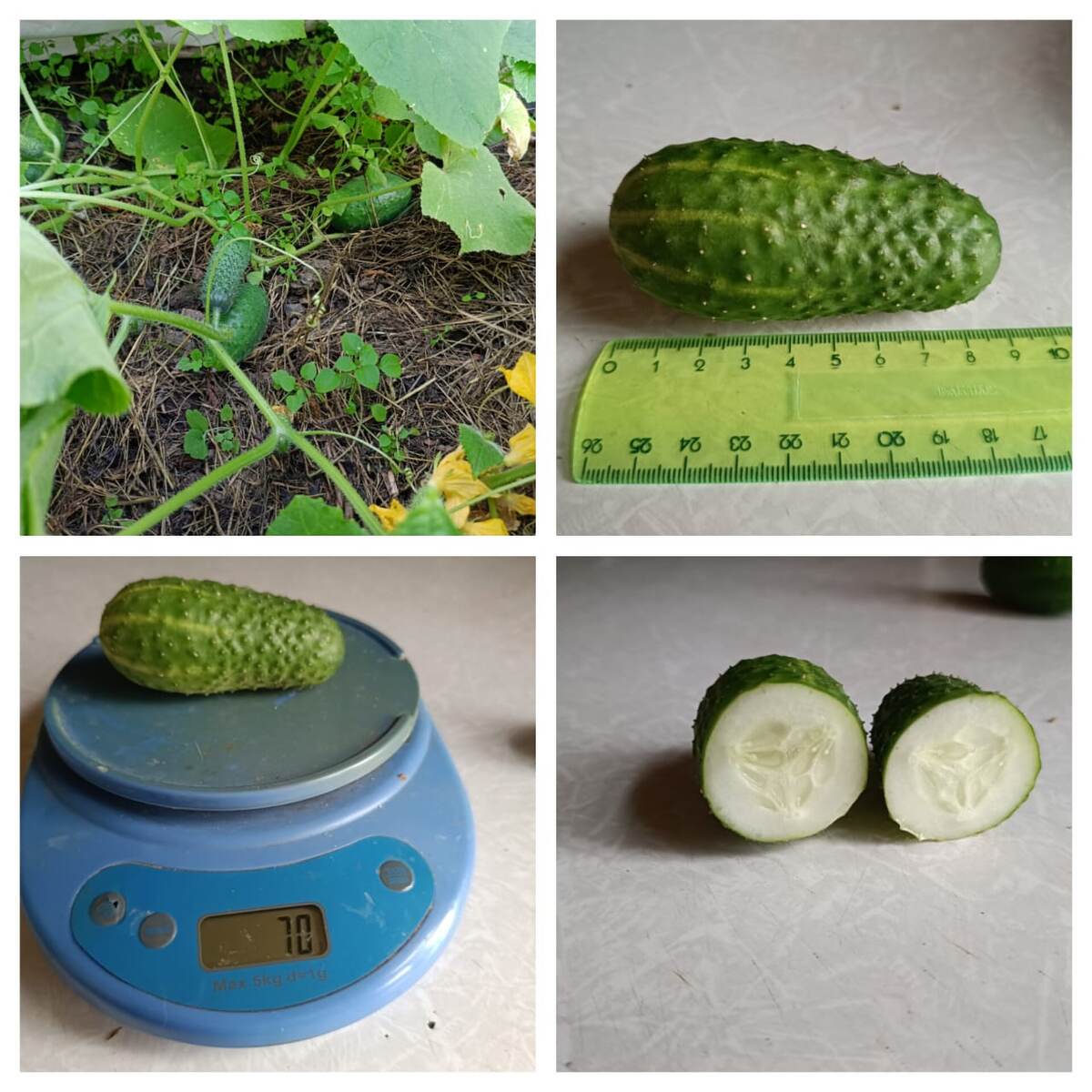 Огурец Мадейра" F1, Фото автора, литай галерею