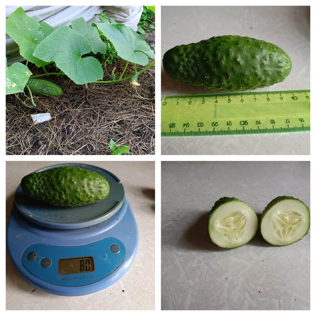 Огурец Мадрилене F1. Фото автора