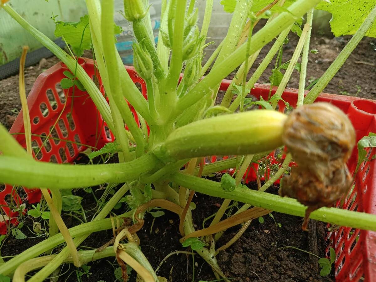 Изначально выращивала в ящике кабачок Якорь. Фото автора