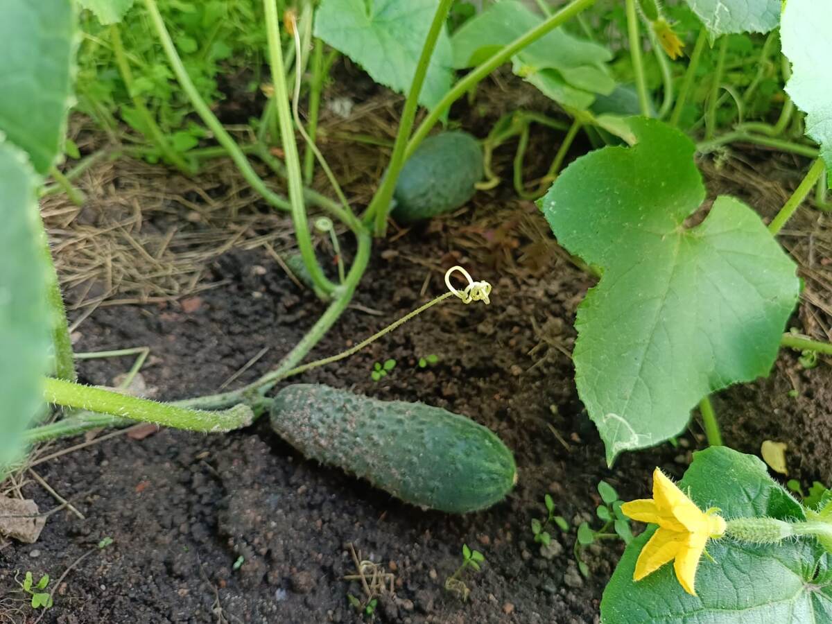 Огурец Мадейра F1. Фото автора 