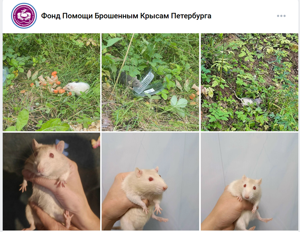 Скриншот записи о поиске крысам дома