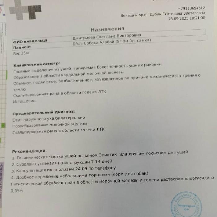 Истощённый алабай
Фото: приют «Зоопомощь»