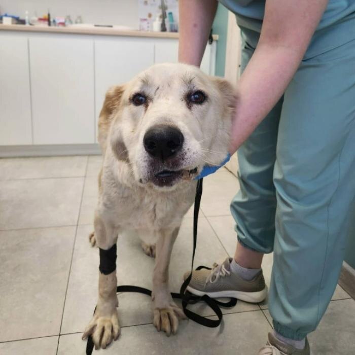 Истощённый алабай
Фото: приют «Зоопомощь»