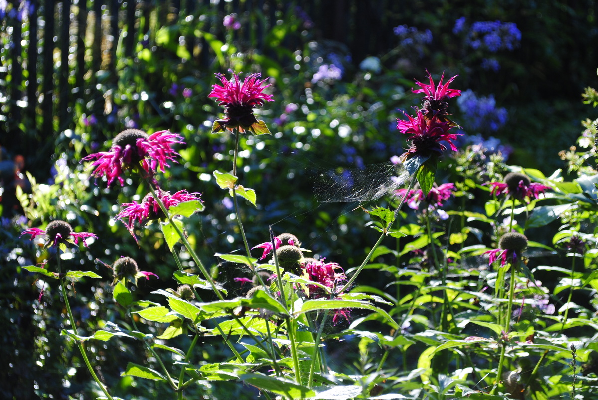 Но паутинка кажется осенней 