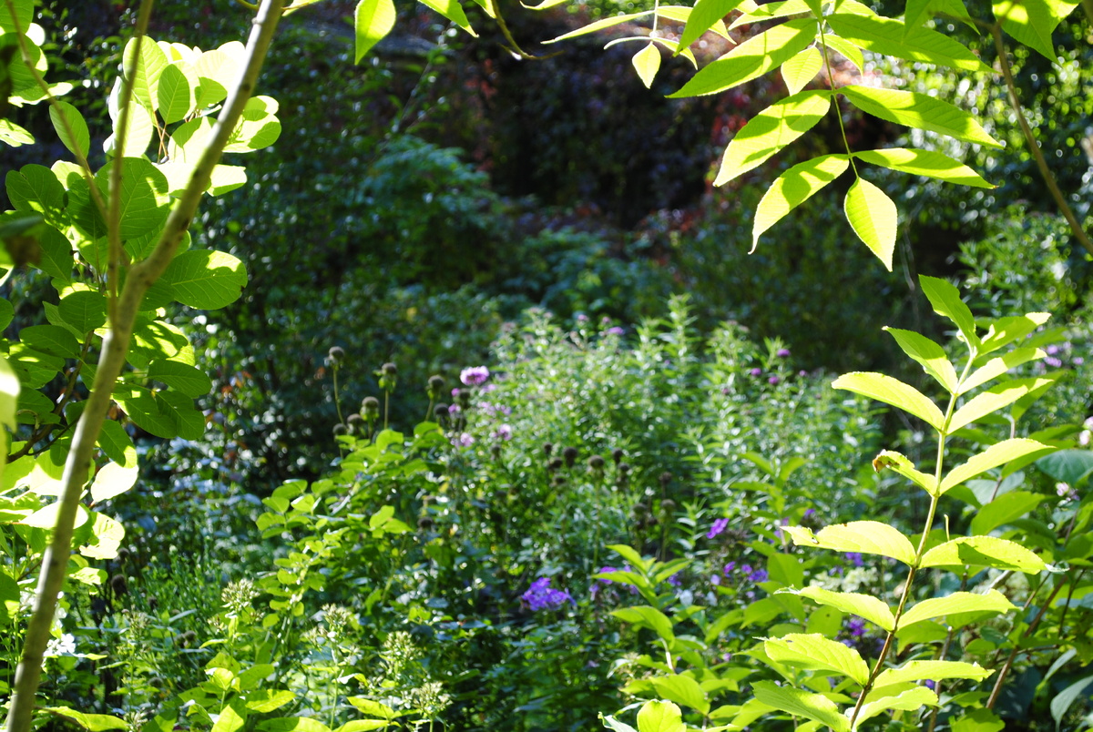 Все фотографии и цветочки мои