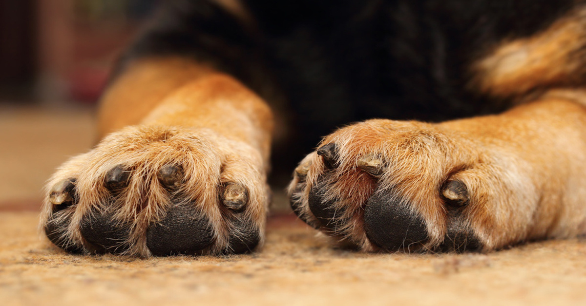 источник фото: https://pet-mir.ru/wp-content/uploads/2017/07/Facebook-4.jpg