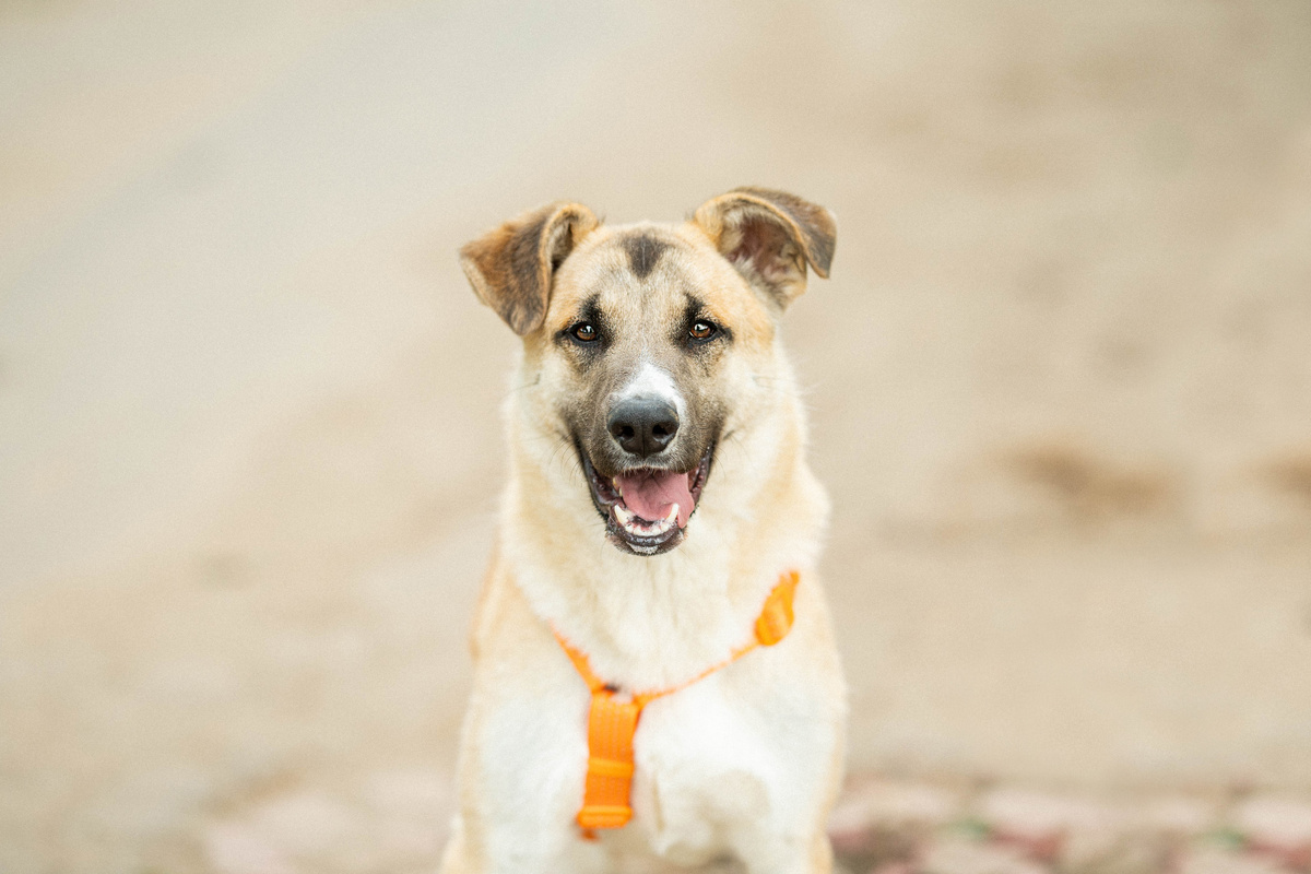 Привет. Я Боб