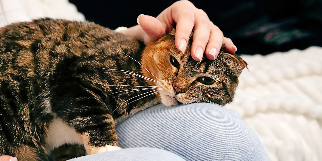 Почему надо гладить кошку, и как гладить кошку правильно