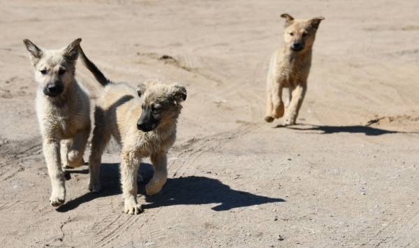Фото: Евгений Епанчинцев/РИА Новости