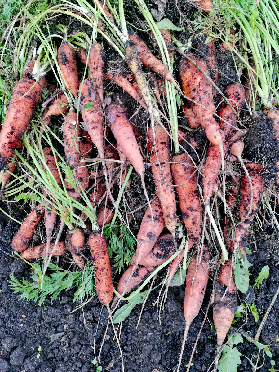 Урожай моркови.