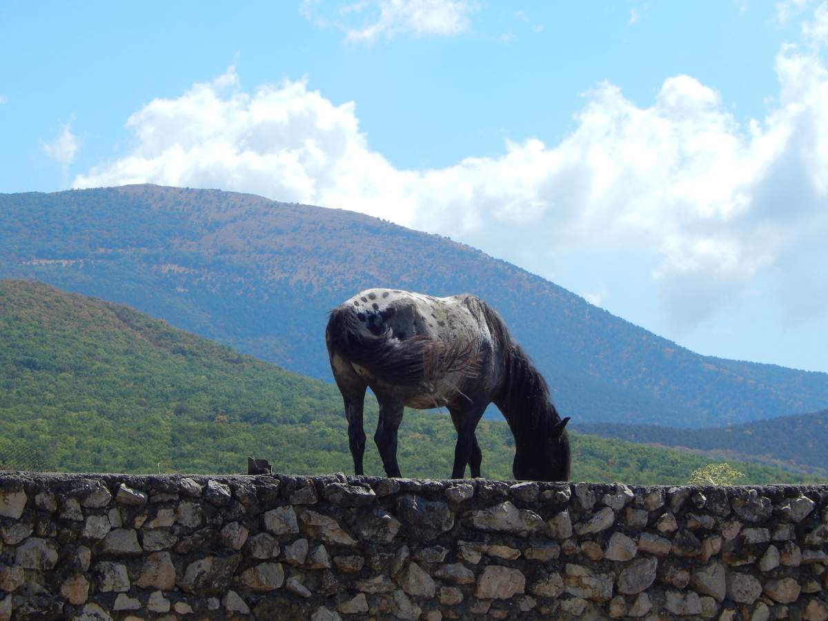 Лошадь не очень симпотичная, по окрасу на гиену похожа.