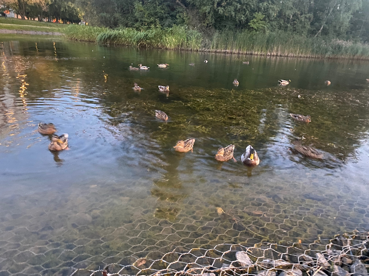 В 5 минут такой вот шикарный парк и пруд👍