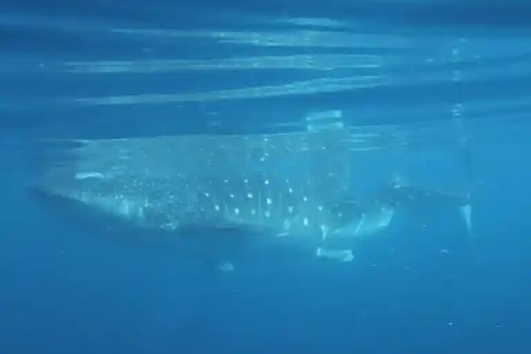    Eric Hoffmayer / NOAA