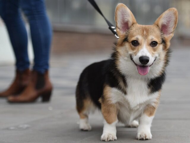    Фото: Москва 24/Антон Великжанин