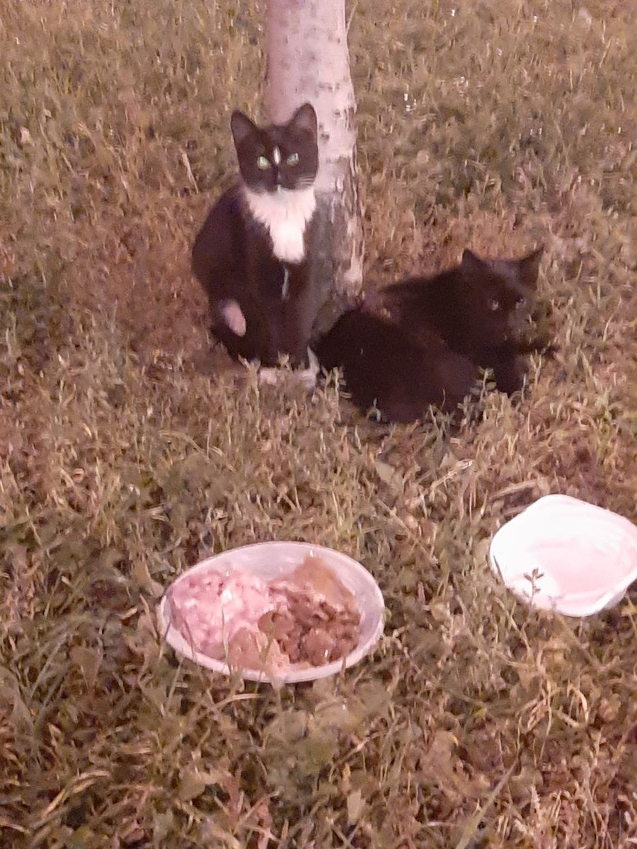 Звездочка и Мотя