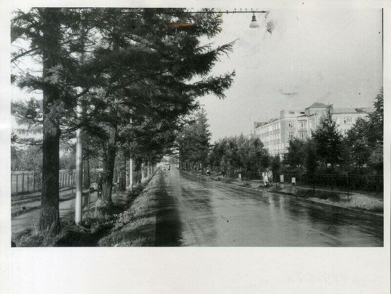 Лиственничная аллея, 1963 год. Фото: pastvu.com